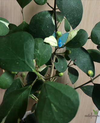 Ficus diversifolia diversion / фикус Дельтовидный расписной