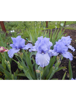 НИОН  БЛУ  (NEON  BLUE), Блайз '03