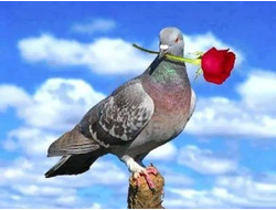 user posted image