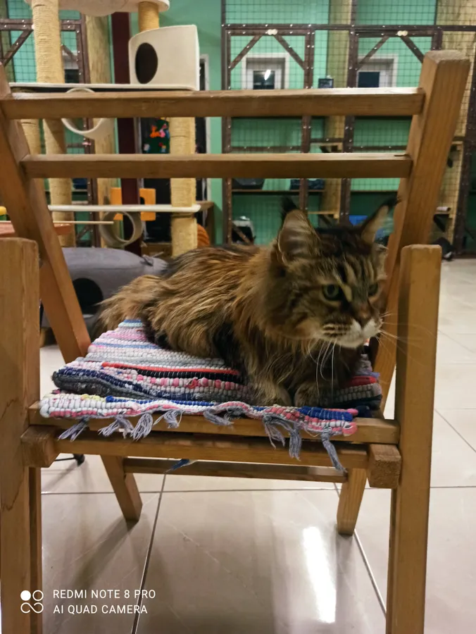 Мейнкун Джина