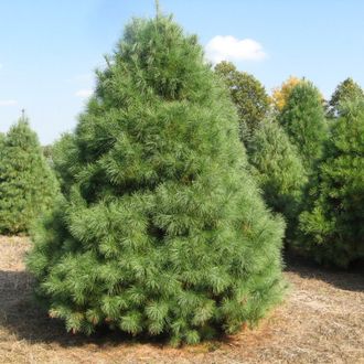 Сосна Веймутова или белая восточная (Pinus Strobus)(40-60\5л)
