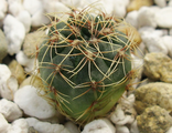 Gymnocalycium erinaceum VG 727