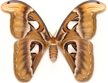 павлиноглазка, бабочка, атлас, крылья, чучело, рамка, насекомое, летает, красивая, butterfly, atlas
