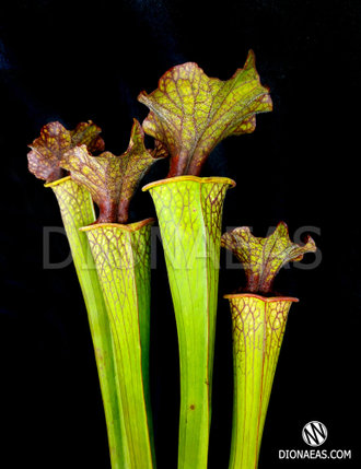 Sarracenia x Moorei - Clone 1