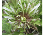 Anemone blanda f.3