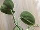 Peperomia incana (Пеперомия седая)