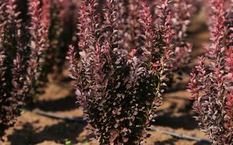 Барбарис тунберга Ред Рокет (Berberis thunbergii Red Rocket)