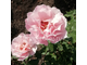 Дафна (Porcelaine d&#039;Orient,Daphne) японская роза