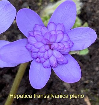 Hepatica transsilvanica pleno.