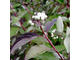 Кессельринги дерен белый(Сornus alba Kesselringii)(40-60/3л)