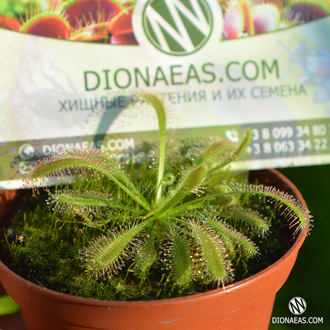 Drosera "Сapensis x Aliciae"