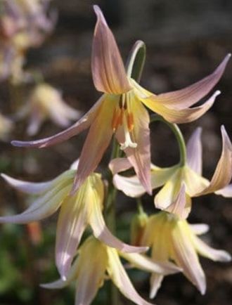 Erythronium h. Joanna