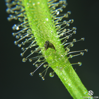 Drosera "Capensis var. Alba"