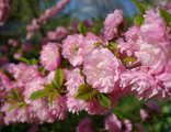 Миндаль трехлопастной(Prunus Triloba) на штамбе