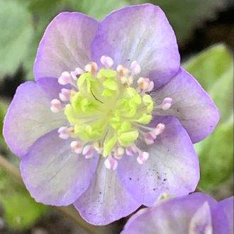 Hepatica nobilis  &quot;Царевна лягушка&quot;