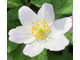 Anemone nemorosa &quot;Wilk&#039;s Giant&quot;