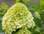 Гортензия метельчатая Лаймлайт С7,5