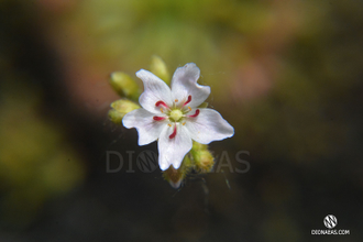 Drosera "Sidjamesii"