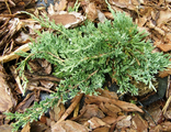 Можжевельник горизонтальный Вилтони (Juniperus horyzontalis Wiltonii)