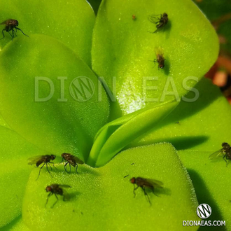 Pinguicula Tina