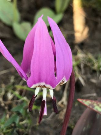 Erythronium sibiricum ssp sulevii