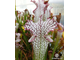 Sarracenia Leucophylla Helmut´s Delight