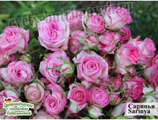 Бордюрные спрей розы - Сорт Саринья Sarinya.