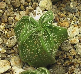 Astrophytum capricorne PP 459