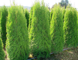 Туя западная Пирамидалис Компакта (Thuja occidentalis Pyramidalis Compacta)