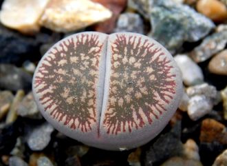 Lithops aucampiae ssp.euniceae v.fluminalis C054 - 10 семян