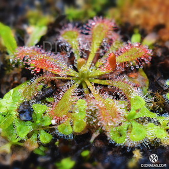 Семена Росянки Drosera MIX