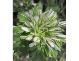 Anemone blanda f.4