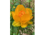 Trollius asiaticus