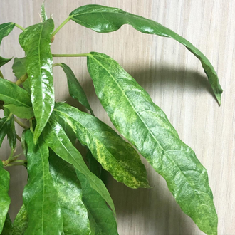 Ficus Racemosa Gold variegata