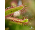 Drosera "Capensis Cretee"