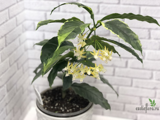 Hoya Multiflora albomarginata