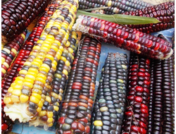 Кукуруза цветная Multicolor Aztec Corn