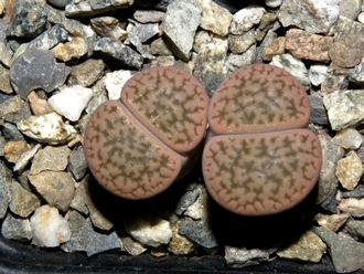 Lithops hookeri v.susannae C091