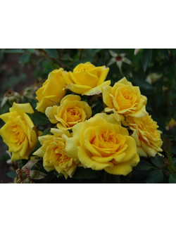 еллоу эвелин  (Yellow Eveline) роза , ЗКС