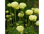 Trollius x cultorum &quot;Cheddar&quot;