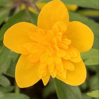 Anemone ranunculoides &quot;Kiduspe&quot;