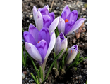 Crocus heuffelianus &#039;Taavi #3&#039;.