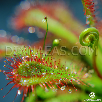 Drosera Spatulata var. Lovellae