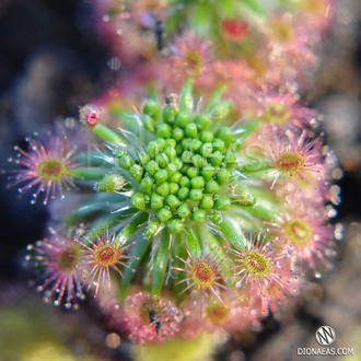 Drosera "Roseana"