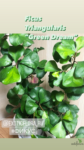 Ficus Triangularis "Green Dream" / фикус кокетка