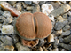 Lithops hallii - 10 семян