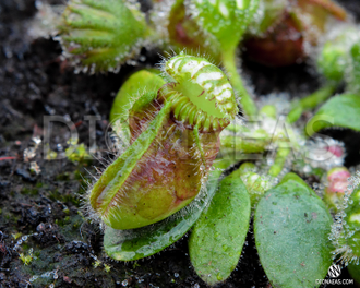 Cephalotus follicularis. Цефалотус