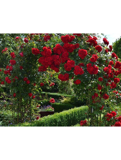 роза парковая "флорентина"