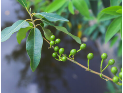 Литсея кубеба (Litsea cubeba) плоды (5 мл) - 100% натуральное эфирное масло