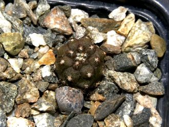 Copiapoa hypogaea KP 815 C (D=10-15mm)